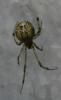 Parasteatoda tepidariorum
